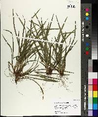 Carex abscondita image