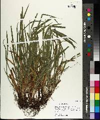 Carex abscondita image