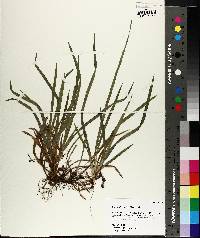 Carex abscondita image