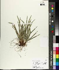 Carex abscondita image