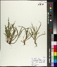 Carex abscondita image