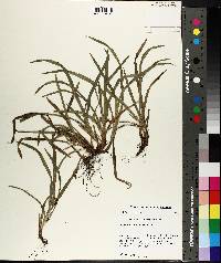 Carex abscondita image