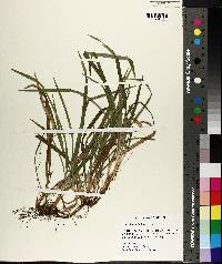 Carex abscondita image