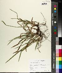 Carex abscondita image