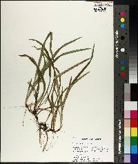 Carex abscondita image