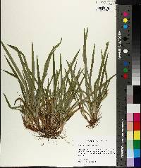 Carex abscondita image