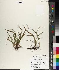 Carex abscondita image