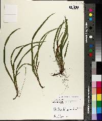 Carex abscondita image