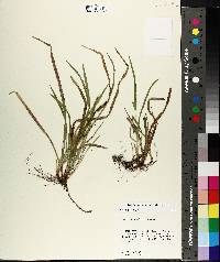 Carex abscondita image