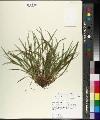 Carex abscondita image