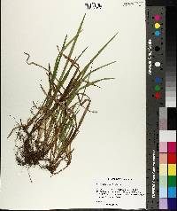 Carex abscondita image