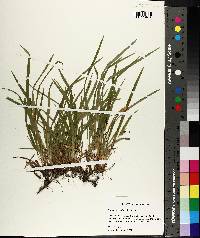 Carex abscondita image