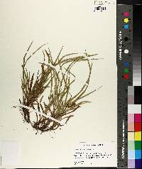 Carex abscondita image