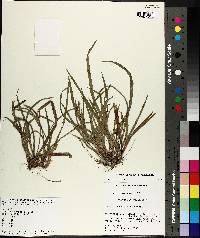 Carex abscondita image