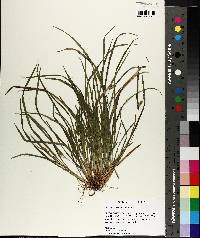 Carex abscondita image