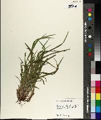 Carex abscondita image