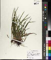 Carex abscondita image