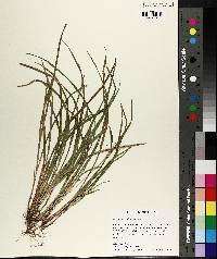 Carex abscondita image