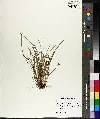 Carex abscondita image