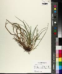 Carex abscondita image