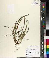 Carex abscondita image