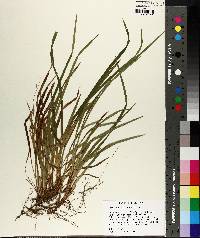 Carex abscondita image