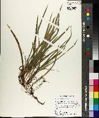 Carex abscondita image