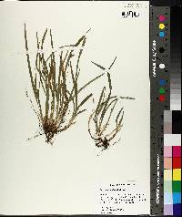 Carex abscondita image