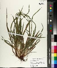 Carex abscondita image