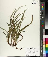 Carex abscondita image