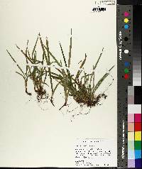 Carex abscondita image