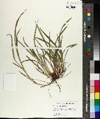 Carex abscondita image