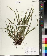 Carex abscondita image