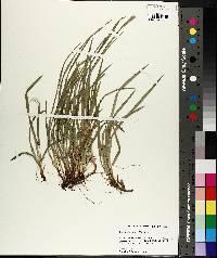 Carex abscondita image