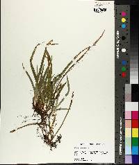 Carex abscondita image