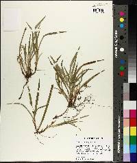 Carex abscondita image