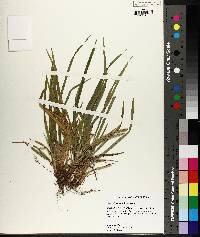 Carex abscondita image