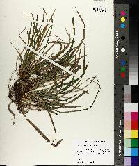 Carex abscondita image