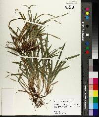 Carex abscondita image