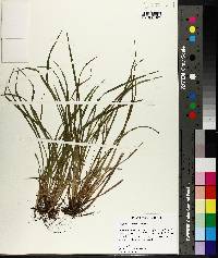 Carex abscondita image