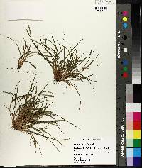 Carex abscondita image