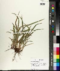 Carex abscondita image