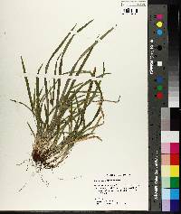 Carex abscondita image