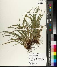 Carex abscondita image