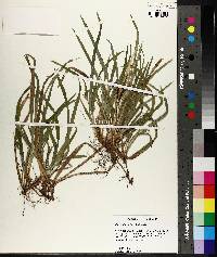 Carex abscondita image