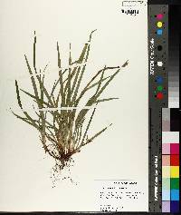 Carex abscondita image