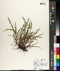 Carex abscondita image