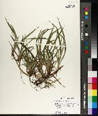 Carex abscondita image