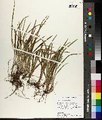 Carex abscondita image