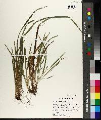 Carex abscondita image